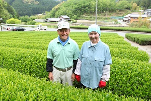 24芳翠園_6生産農家、茶畑画像ed_300×200.jpg